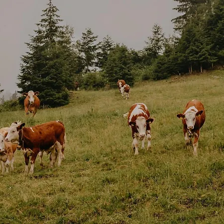 Almhaus Kochjosel Garanas