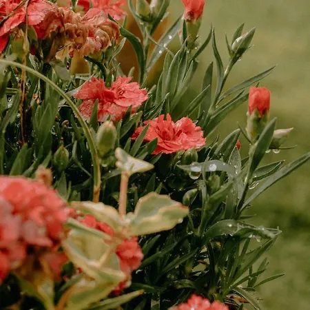 Almhaus Kochjosel Tatil Evi Garanas