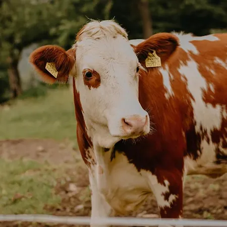 Almhaus Kochjosel * Garanas