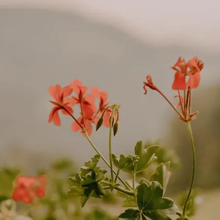 Dom wakacyjny Almhaus Kochjosel *