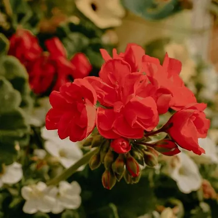 Almhaus Kochjosel * Garanas