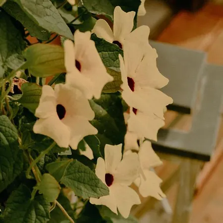 Tatil Evi Almhaus Kochjosel Garanas