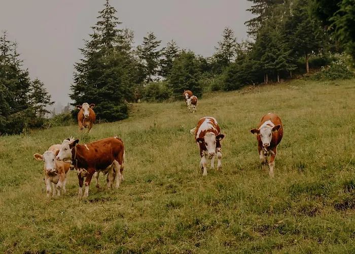 Almhaus Kochjosel Garanas