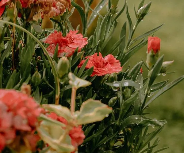 Almhaus Kochjosel Ferienhaus Garanas