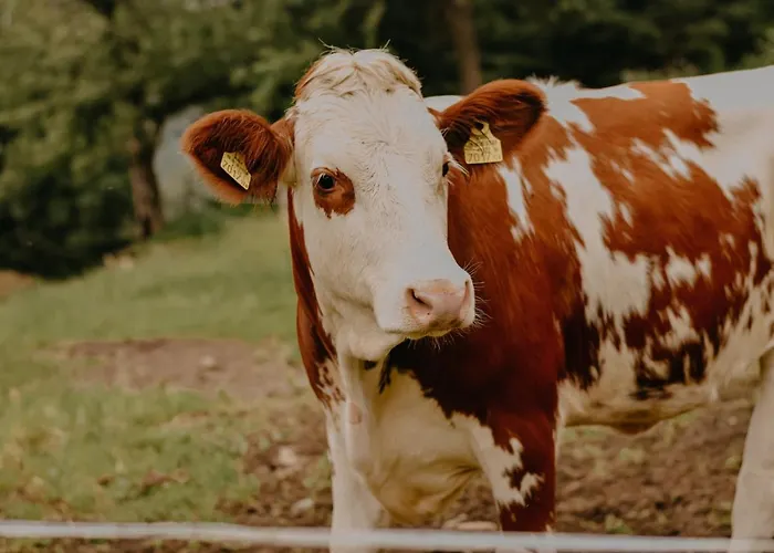 Almhaus Kochjosel * Garanas