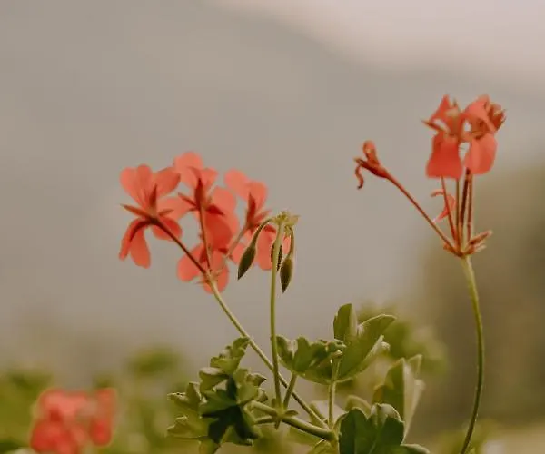 Ferienhaus Almhaus Kochjosel *