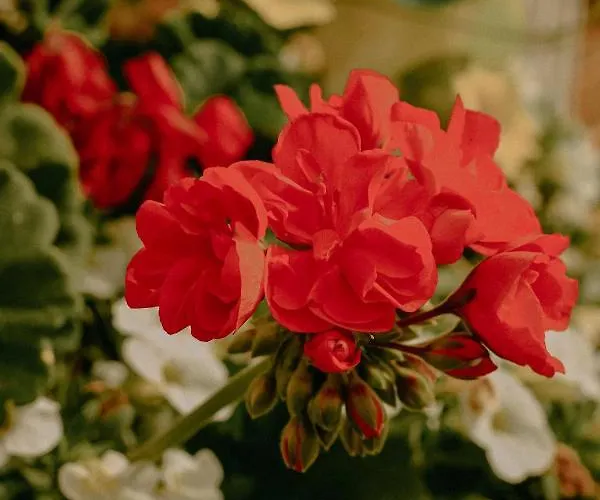 Almhaus Kochjosel * Garanas