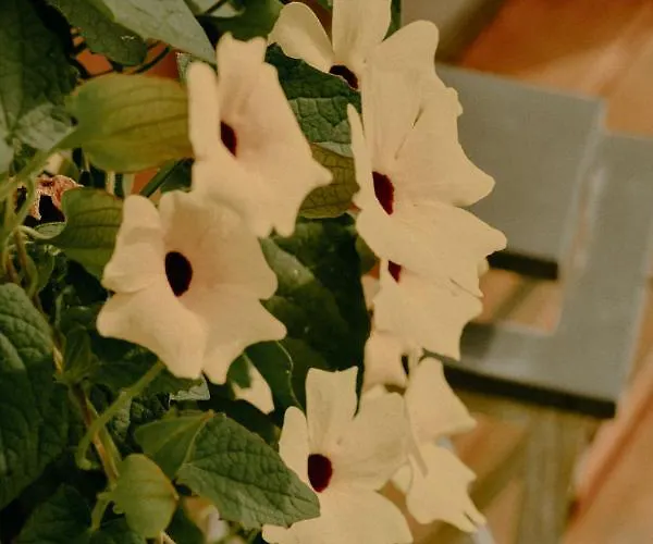 Ferienhaus Almhaus Kochjosel Garanas